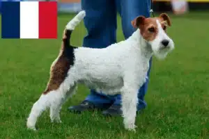 Lire la suite à propos de l’article Éleveurs de fox-terriers et chiots en France