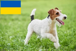 Lire la suite à propos de l’article Éleveurs de fox-terriers et chiots en Ukraine