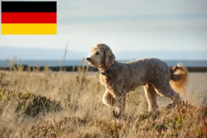 Lire la suite à propos de l’article Éleveurs de Goldendoodle et chiots en Allemagne