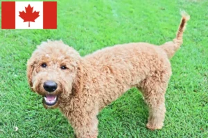 Lire la suite à propos de l’article Éleveurs de Goldendoodle et chiots au Canada