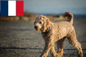 Lire la suite à propos de l’article Éleveurs de Goldendoodle et chiots en France