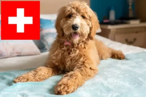 Lire la suite à propos de l’article Éleveurs de Goldendoodle et chiots en Suisse