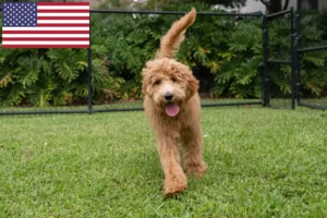 Lire la suite à propos de l’article Éleveurs de Goldendoodle et chiots aux États-Unis