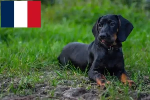 Lire la suite à propos de l’article Gończy Polski éleveurs et chiots en France