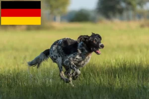 Lire la suite à propos de l’article Grand Münsterländer éleveur et chiots en Allemagne