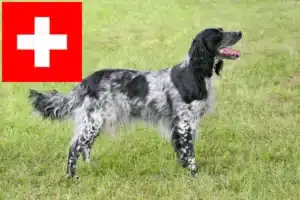 Lire la suite à propos de l’article Grand Münsterländer éleveur et chiots en Suisse