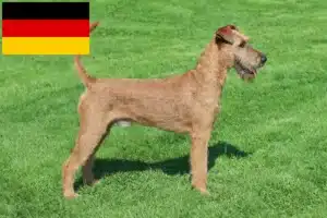 Lire la suite à propos de l’article Éleveurs d’Irish Terriers et chiots en Allemagne