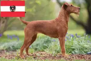 Lire la suite à propos de l’article Éleveurs d’Irish Terriers et chiots en Autriche