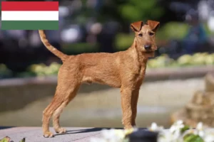 Lire la suite à propos de l’article Éleveurs d’Irish Terriers et chiots en Hongrie