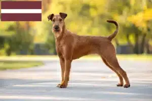 Lire la suite à propos de l’article Éleveurs d’Irish Terriers et chiots en Lettonie