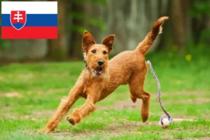 Lire la suite à propos de l’article Éleveurs d’Irish Terriers et chiots en Slovaquie