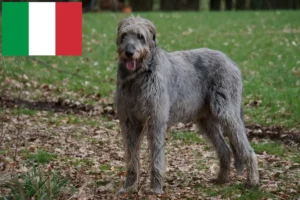 Lire la suite à propos de l’article Éleveurs d’Irish Wolfhounds et chiots en Italie