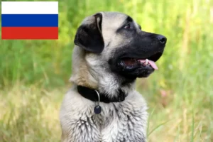 Lire la suite à propos de l’article Éleveurs de Kangal et chiots en Russie