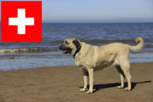 Lire la suite à propos de l’article Éleveurs de Kangal et chiots en Suisse