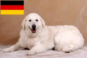 Lire la suite à propos de l’article Éleveurs de Kuvasz et chiots en Allemagne