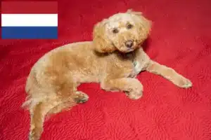 Lire la suite à propos de l’article Éleveurs de Labradoodle australien et chiots aux Pays-Bas