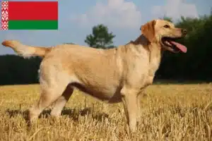 Lire la suite à propos de l’article Éleveurs de Labradors et chiots en Biélorussie