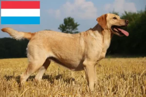 Lire la suite à propos de l’article Éleveurs de Labradors et chiots au Luxembourg