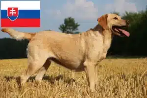 Lire la suite à propos de l’article Éleveurs de Labradors et chiots en Slovaquie