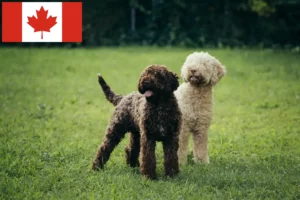 Lire la suite à propos de l’article Éleveurs de Lagotto Romagnolo et chiots au Canada