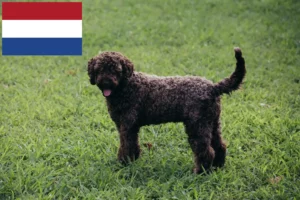 Lire la suite à propos de l’article Éleveurs de Lagotto Romagnolo et chiots aux Pays-Bas