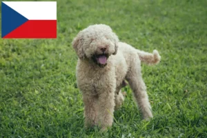 Lire la suite à propos de l’article Éleveurs de Lagotto Romagnolo et chiots en République tchèque