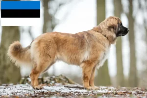 Lire la suite à propos de l’article Éleveurs de Leonberger et chiots en Estonie