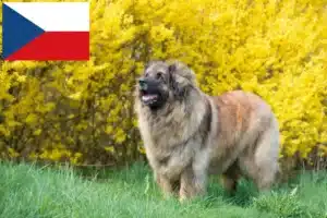 Lire la suite à propos de l’article Eleveurs de Leonberger et chiots en République tchèque