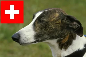 Lire la suite à propos de l’article Éleveurs de Magyar Agar et chiots en Suisse