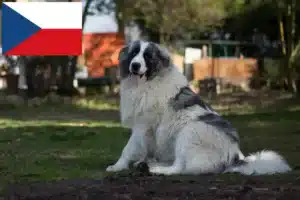 Lire la suite à propos de l’article Mastín del Pirineo Éleveurs et chiots en République tchèque