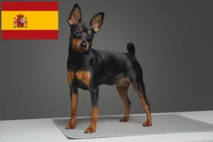 Lire la suite à propos de l’article Éleveurs de Pinscher nains et chiots en Espagne