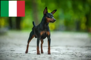 Lire la suite à propos de l’article Éleveurs de Pinscher nains et chiots en Italie