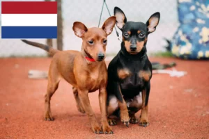 Lire la suite à propos de l’article Éleveurs de Pinscher nains et chiots aux Pays-Bas