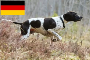 Lire la suite à propos de l’article Pointer anglais éleveurs et chiots en Allemagne