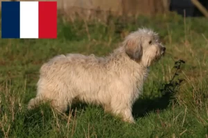 Lire la suite à propos de l’article Éleveurs de PON et chiots en France