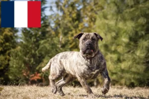 Lire la suite à propos de l’article Presa Canario éleveurs et chiots en France