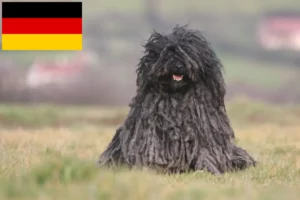 Lire la suite à propos de l’article Éleveurs de Puli et chiots en Allemagne