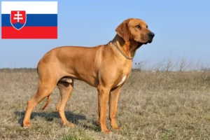 Lire la suite à propos de l’article Éleveurs de Rhodesian Ridgeback et chiots en Slovaquie