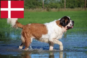 Lire la suite à propos de l’article Éleveurs de Saint-Bernard et chiots au Danemark