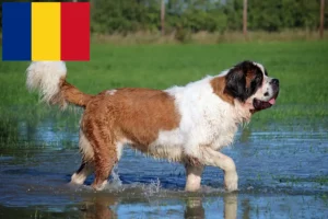 Lire la suite à propos de l’article Éleveurs de Saint-Bernard et chiots en Roumanie