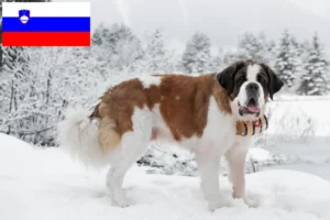 Lire la suite à propos de l’article Éleveurs de Saint-Bernard et chiots en Slovénie