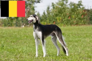 Lire la suite à propos de l’article Éleveurs de Saluki et chiots en Belgique