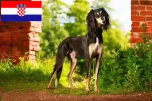 Lire la suite à propos de l’article Éleveurs de Saluki et chiots en Croatie