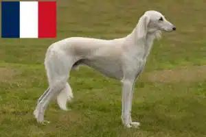 Lire la suite à propos de l’article Éleveurs de Saluki et chiots en France