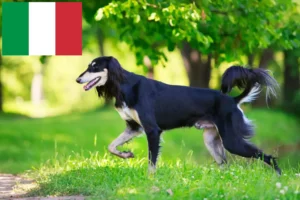 Lire la suite à propos de l’article Éleveurs de Saluki et chiots en Italie