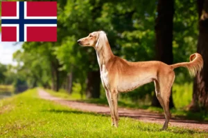 Lire la suite à propos de l’article Éleveurs de Saluki et chiots en Norvège