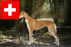 Lire la suite à propos de l’article Éleveurs de Saluki et chiots en Suisse