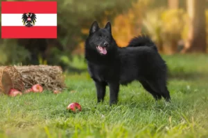 Lire la suite à propos de l’article Éleveurs et chiots de Schipperke en Autriche