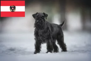 Lire la suite à propos de l’article Schnauzer éleveurs et chiots en Autriche