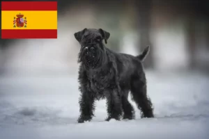 Lire la suite à propos de l’article Éleveurs de schnauzers et chiots en Espagne